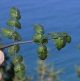 неопознанный вид. Вайя (?). Республика Кипр, мыс Акама, на покрытой мхом скале. 22.02.2026.