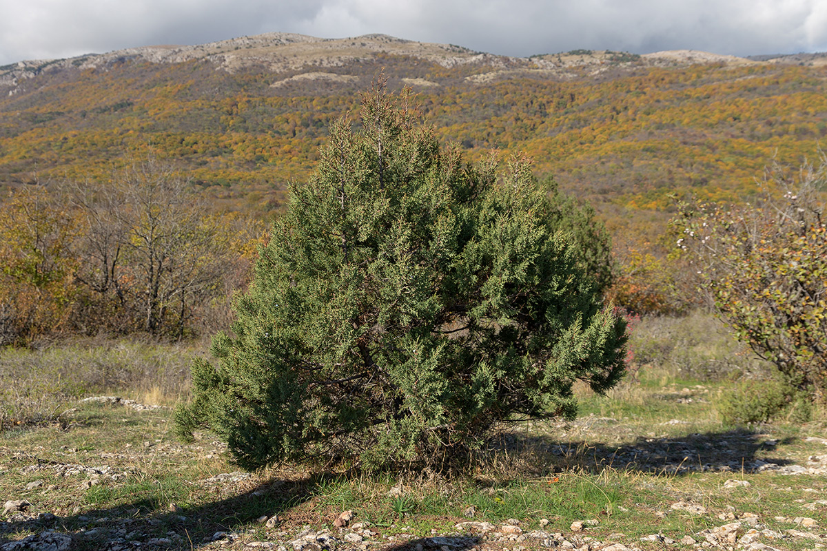 Изображение особи род Juniperus.