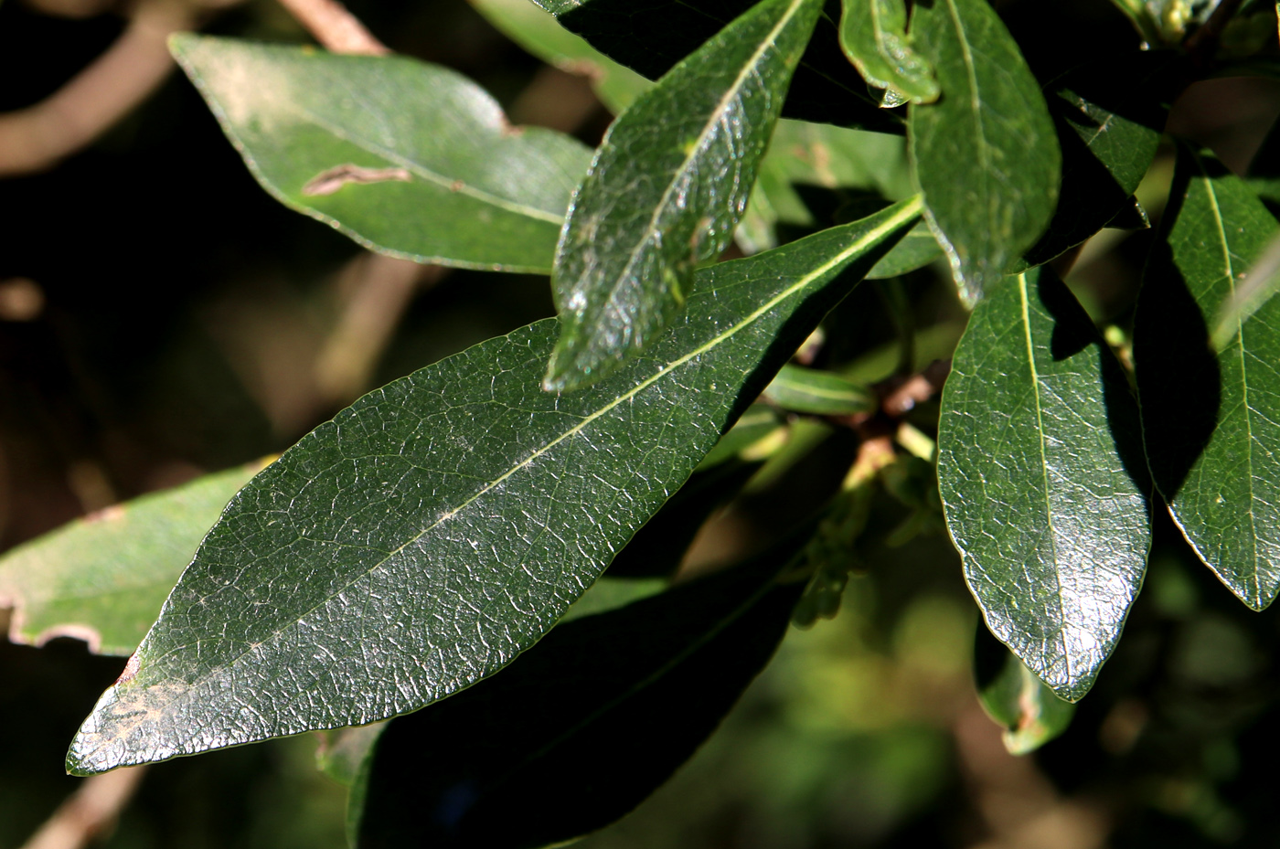 Image of Pittosporum heterophyllum specimen.