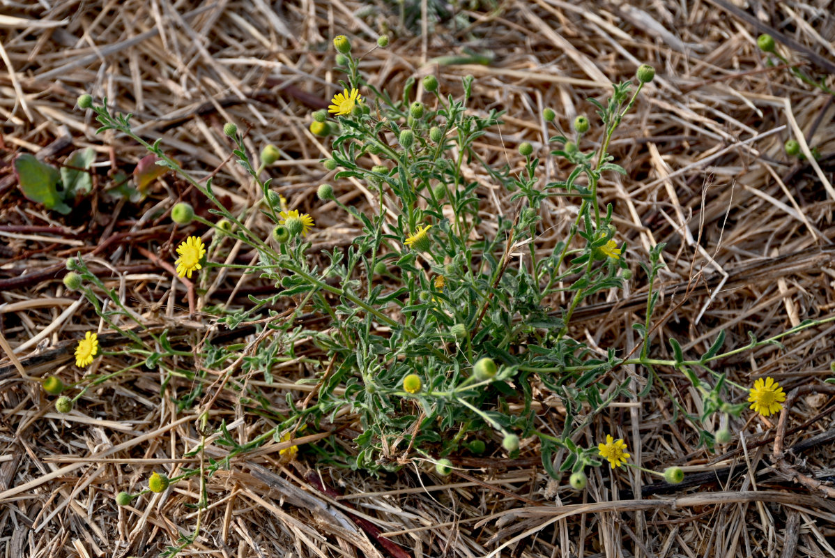 Image of genus Pulicaria specimen.