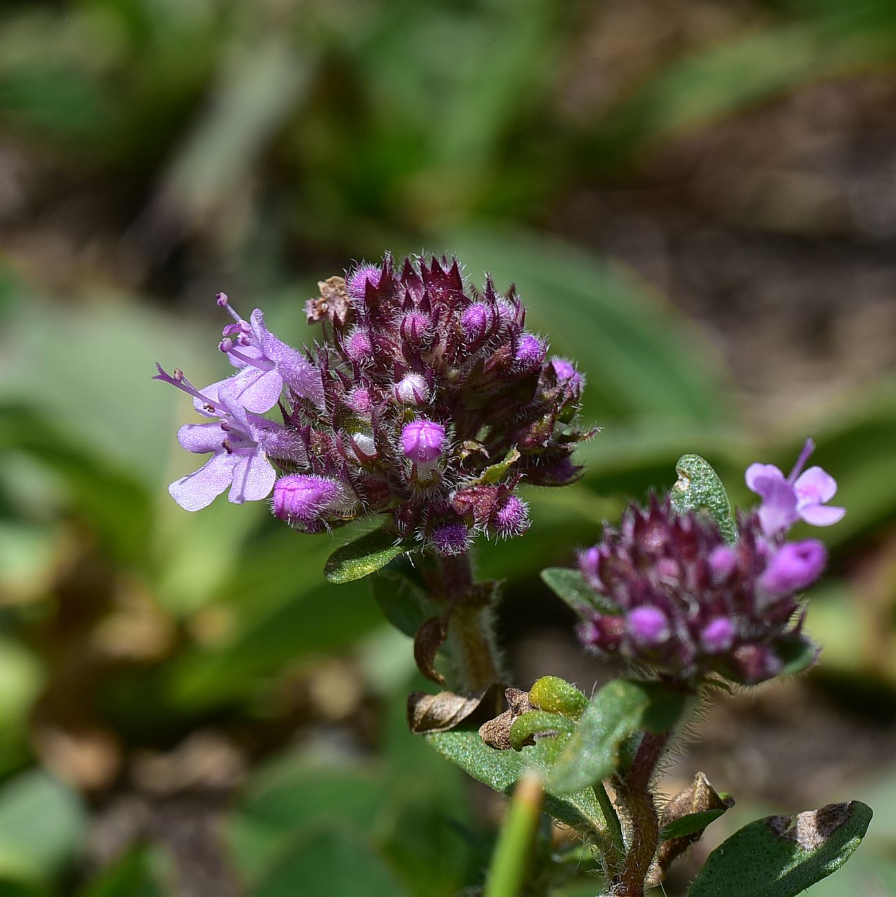 Изображение особи род Thymus.