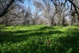 Geranium divaricatum. Аспект вегетирующих и цветущих растений (на дальнем плане - куртина вегетирующего Onopordum sp.). Астраханская обл., Камызякский р-н, окр. с. Нижнекалиновский, старый лоховый лес на заброшенных с/х чеках. 30.04.2026.