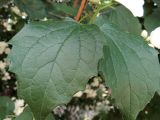 род Philadelphus. Листья. Ульяновск, Заволжский р-н, у входа в парк им. 40-летия ВЛКСМ. 16.06.2026.