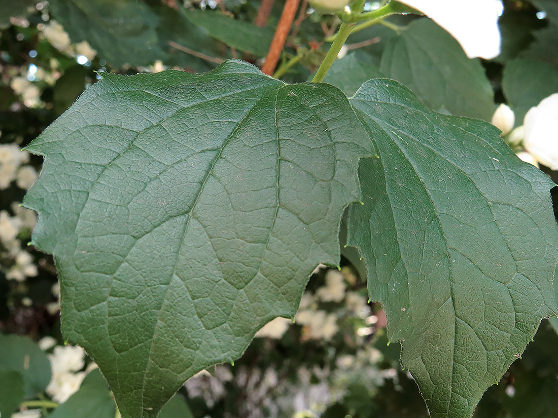 Изображение особи род Philadelphus.