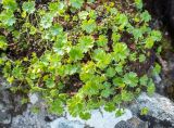 Saxifraga sichotensis. Вегетирующие растения среди Diapensia obovata. Хабаровский край, р-н имени Лазо, массив горы Ко, гора Столовая, выс. ≈ 1800 м н.у.м., каменистый гребень. 22.06.2026.