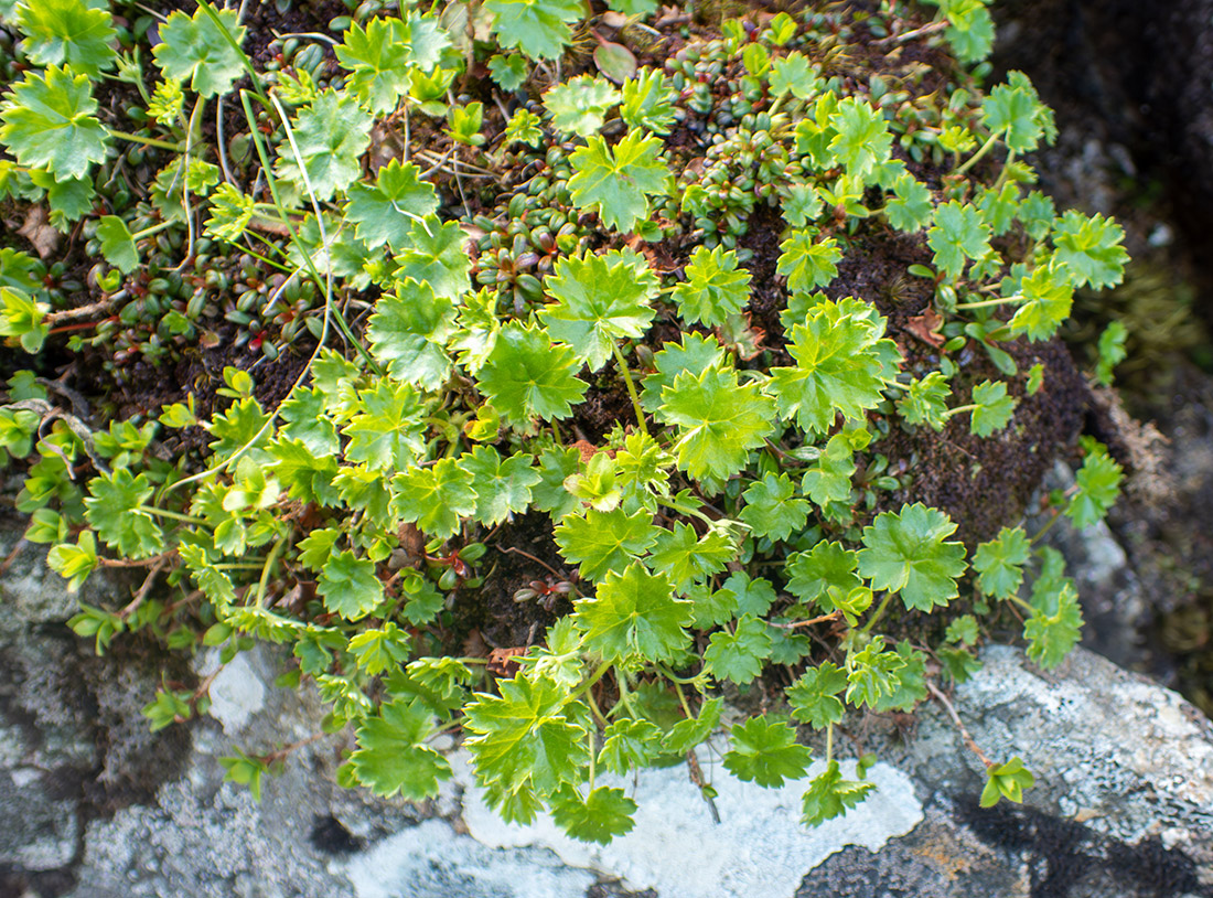 Image of Saxifraga sichotensis specimen.