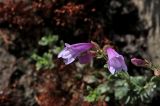 genus Penstemon. Цветки. Белгородская обл., пос. Ракитное, ул. Сосновая, 2, в культуре. 27 июня 2026 г.
