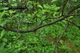 род Salix