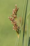 род Juncus