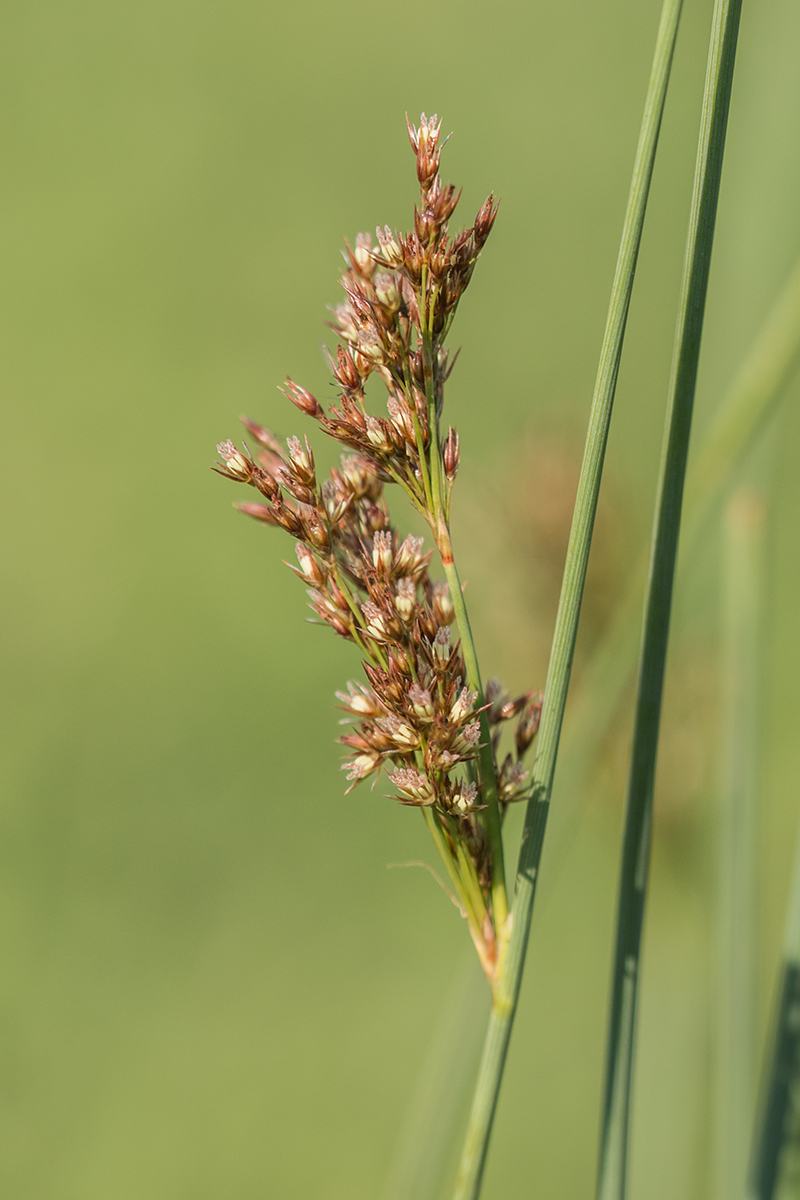 Изображение особи род Juncus.