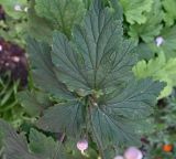 genus Anemone
