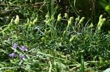 род Aconitum