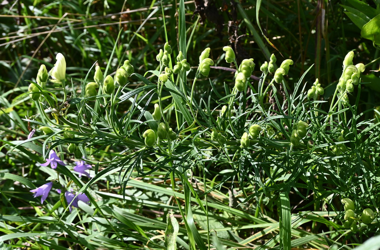 Image of genus Aconitum specimen.