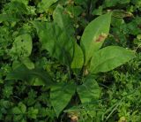 Pulmonaria mollis. Вегетирующее растение. Красноярский край, окр. г. Красноярск, Николаевская сопка, южный склон, в осиново-берёзовом лесу. 16.08.2026.
