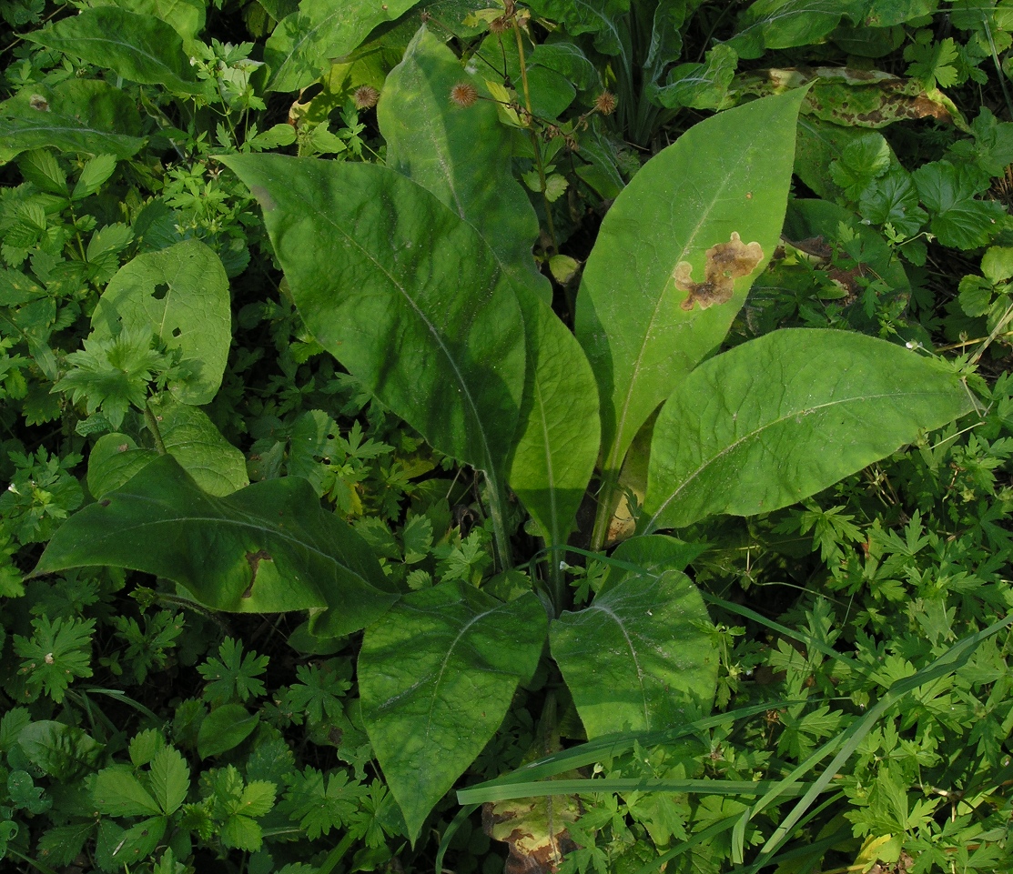 Image of Pulmonaria mollis specimen.
