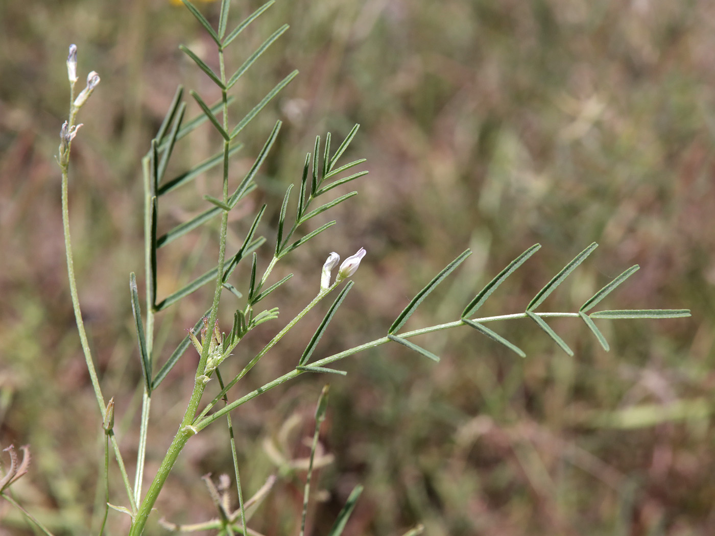 Изображение особи семейство Fabaceae.