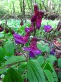 Lathyrus vernus