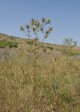 Carthamus lanatus. Цветущее растение. Дагестан, Каякентский р-н, окр. с. Башлыкент, полынно-злаковая степь. 26.07.2026.