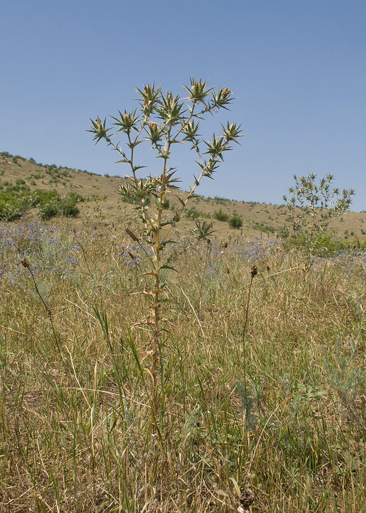 Image of Carthamus lanatus specimen.
