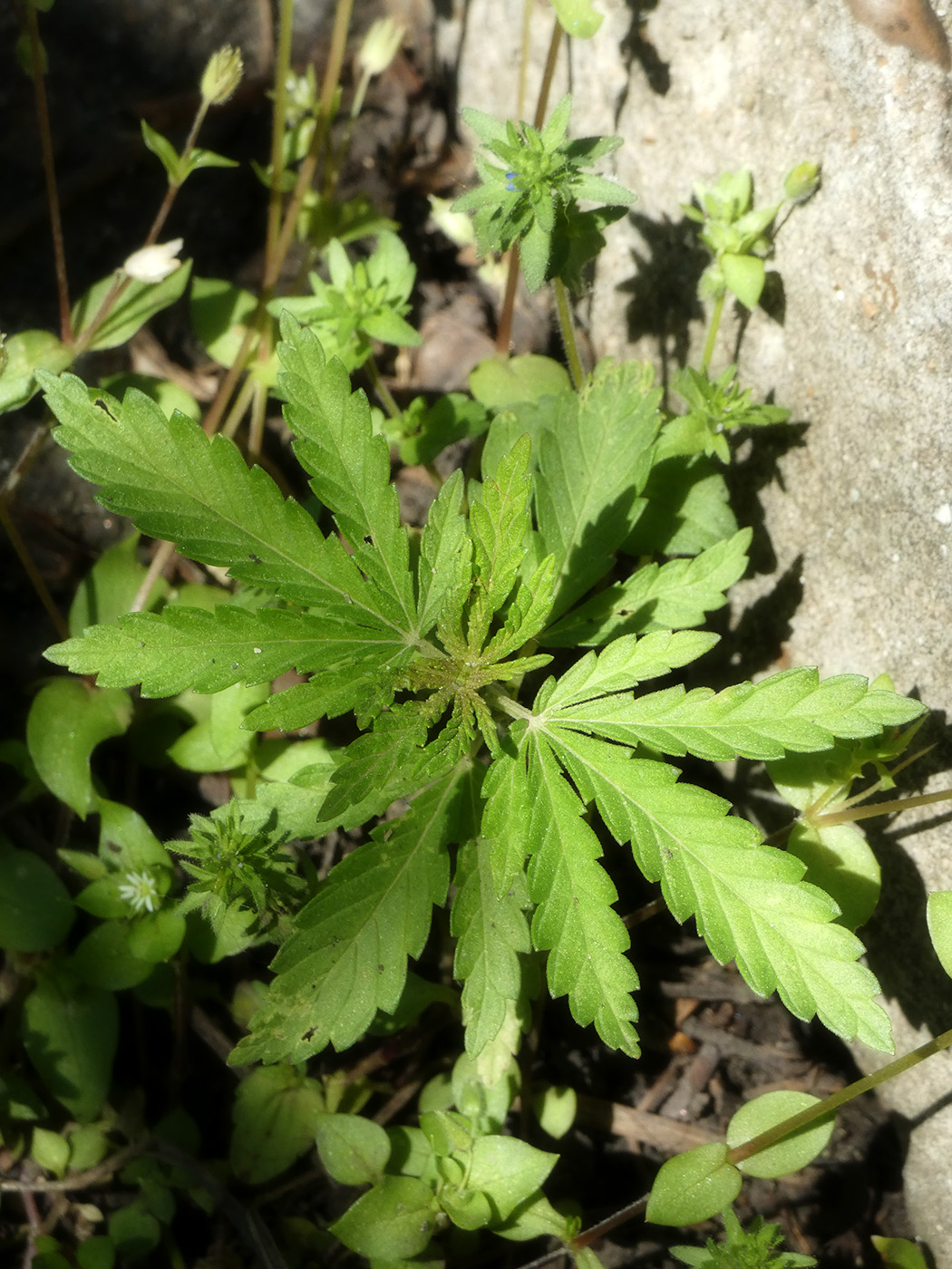Image of Unknown species specimen.