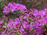 Rhododendron poukhanense. Верхушка цветущего растения. Киев, ботанический сад им. акад. А.В.Фомина (Киевского университета). 18 мая 2011 г.