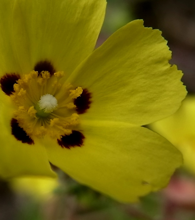 Image of Tuberaria guttata specimen.