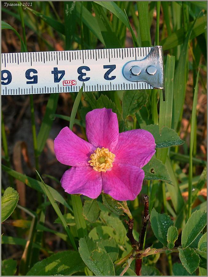 Image of Rosa cinnamomea specimen.