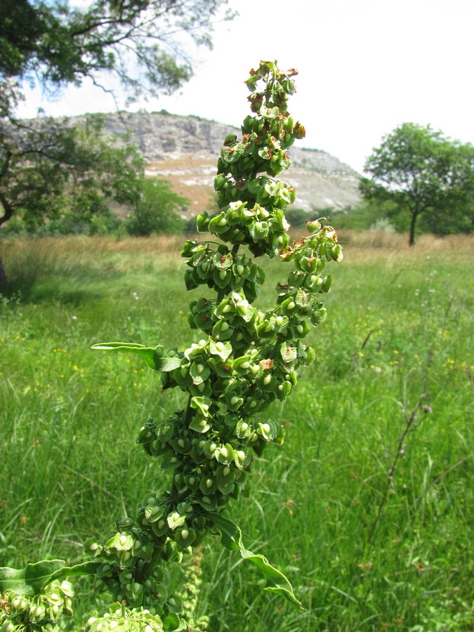 Изображение особи Rumex crispus.