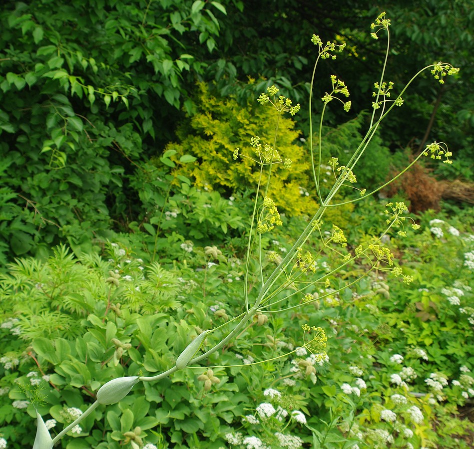 Изображение особи Ferula ugamica.