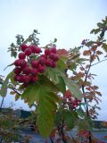 Sorbus hybrida