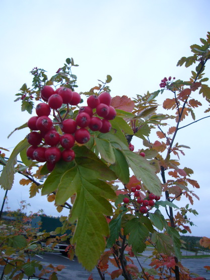 Изображение особи Sorbus hybrida.