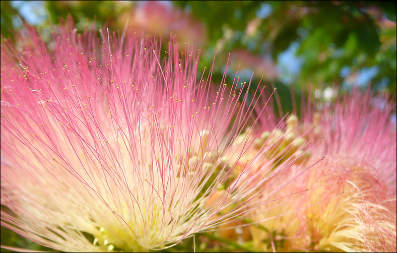 Изображение особи Albizia julibrissin.