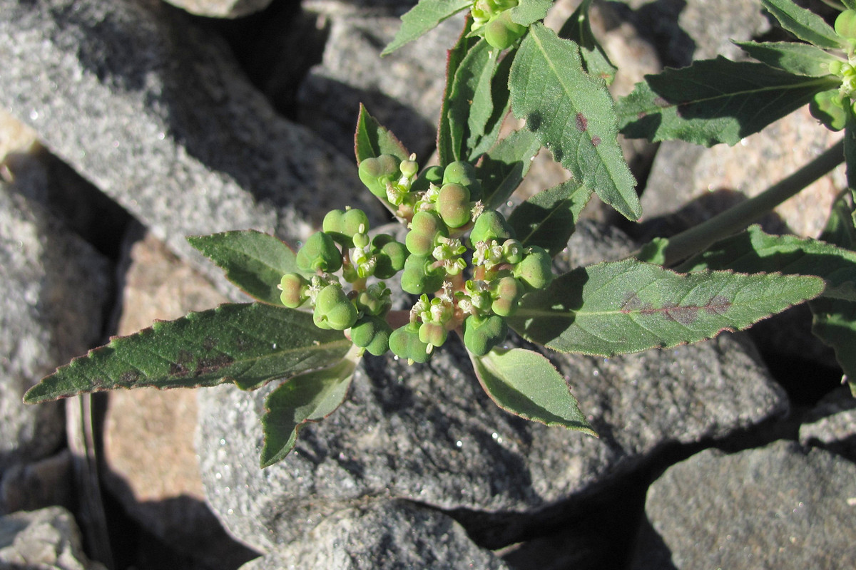 Image of Euphorbia davidii specimen.