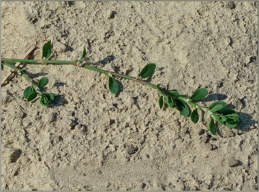 Изображение особи Polygonum arenastrum.