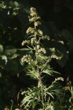 Artemisia vulgaris. Верхушка растения с соцветиями. Санкт-Петербург, Дудергофские высоты. 20.08.2008.