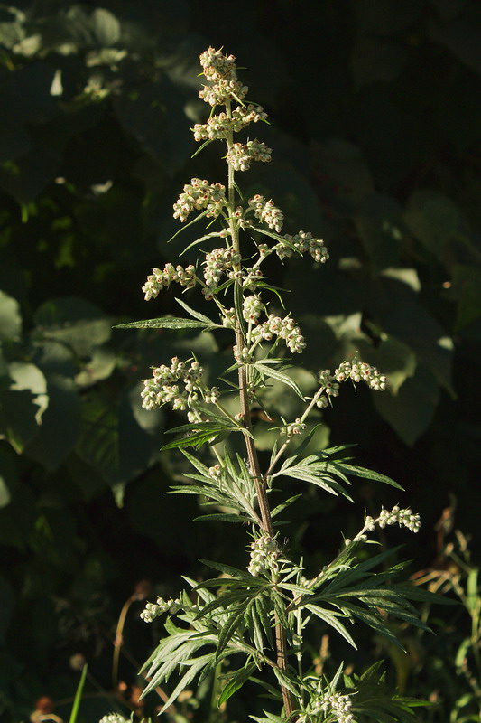 Изображение особи Artemisia vulgaris.