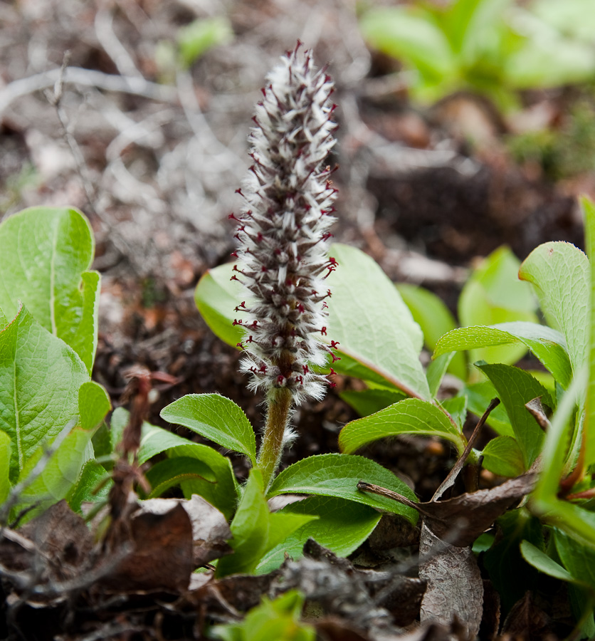 Image of Salix chamissonis specimen.