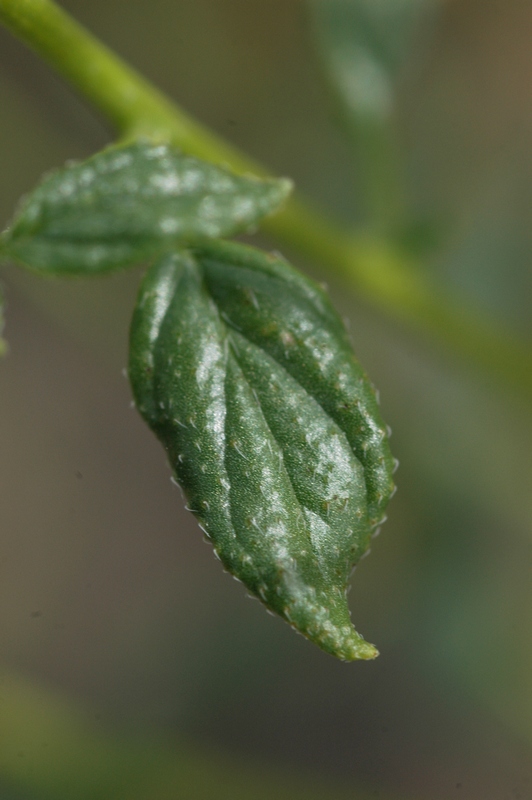 Изображение особи Heliotropium dasycarpum.