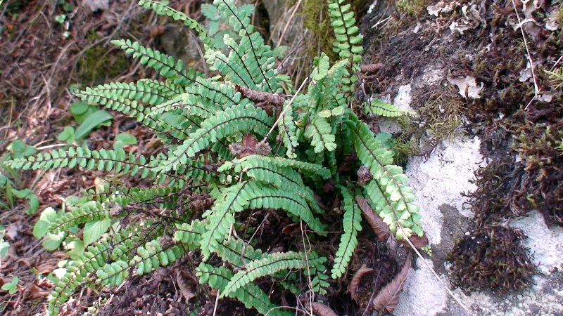 Изображение особи Asplenium trichomanes.