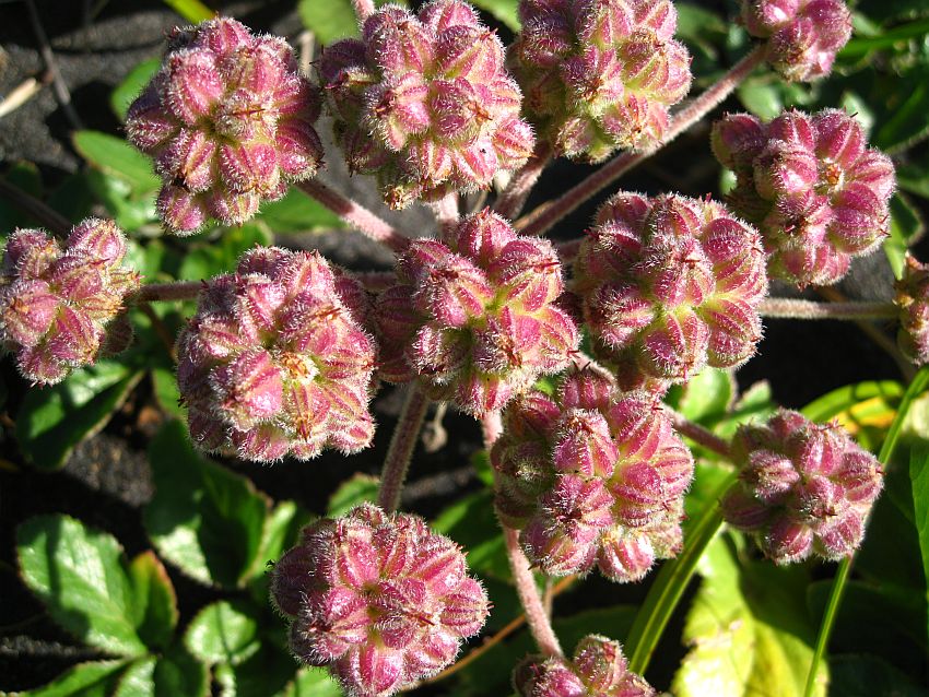 Image of Glehnia litoralis specimen.