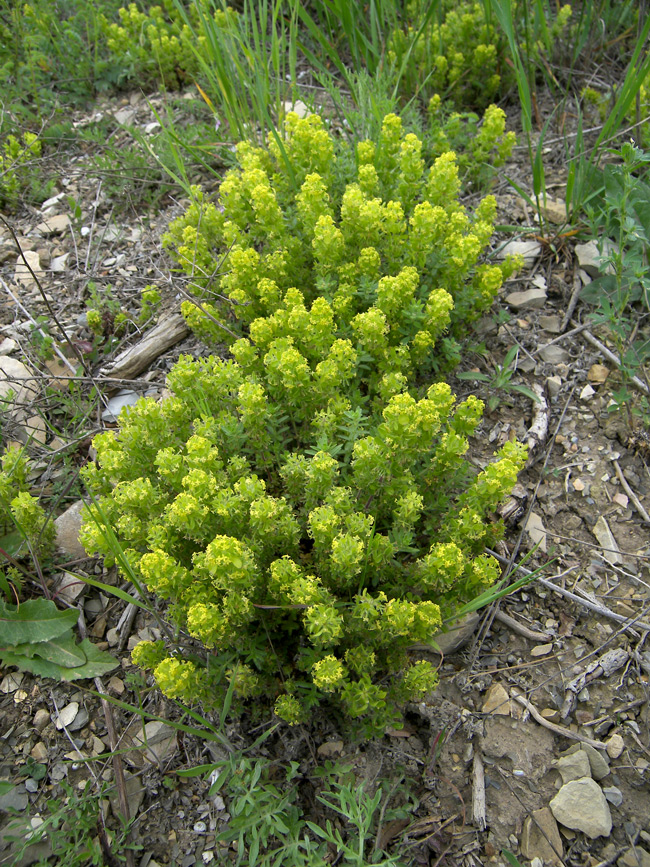 Image of Cruciata taurica specimen.