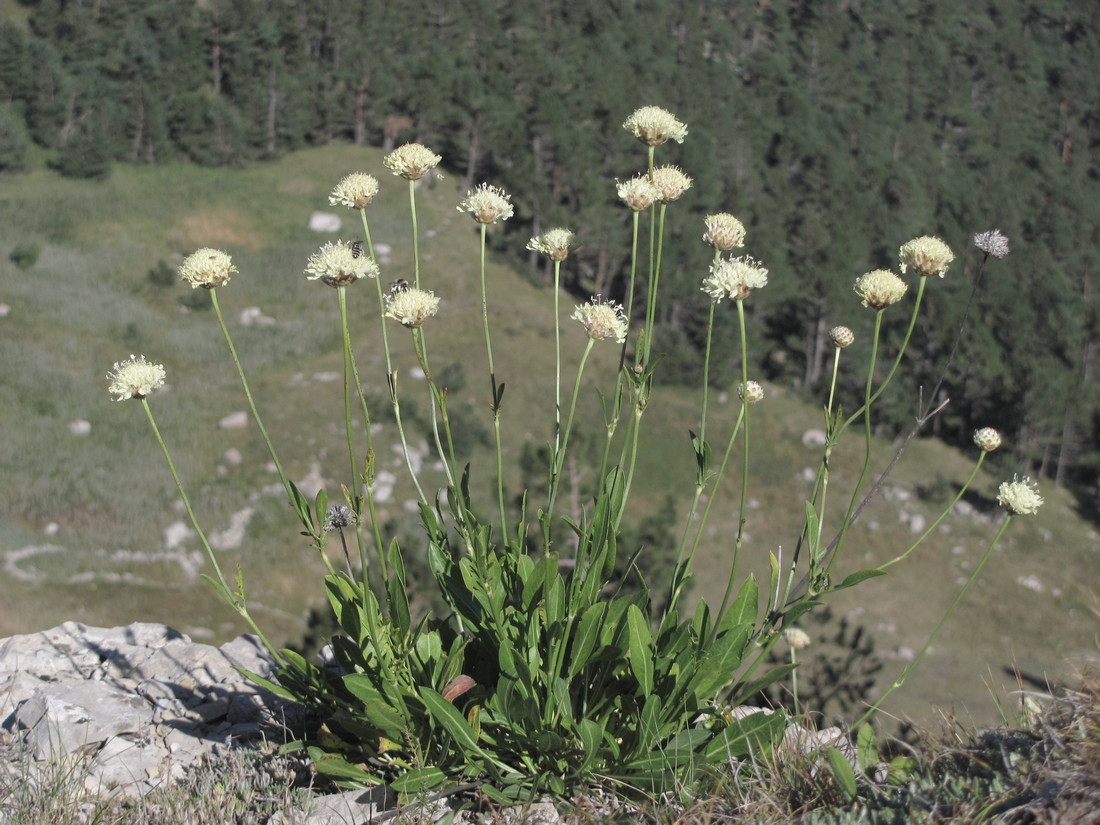 Image of Cephalaria coriacea specimen.