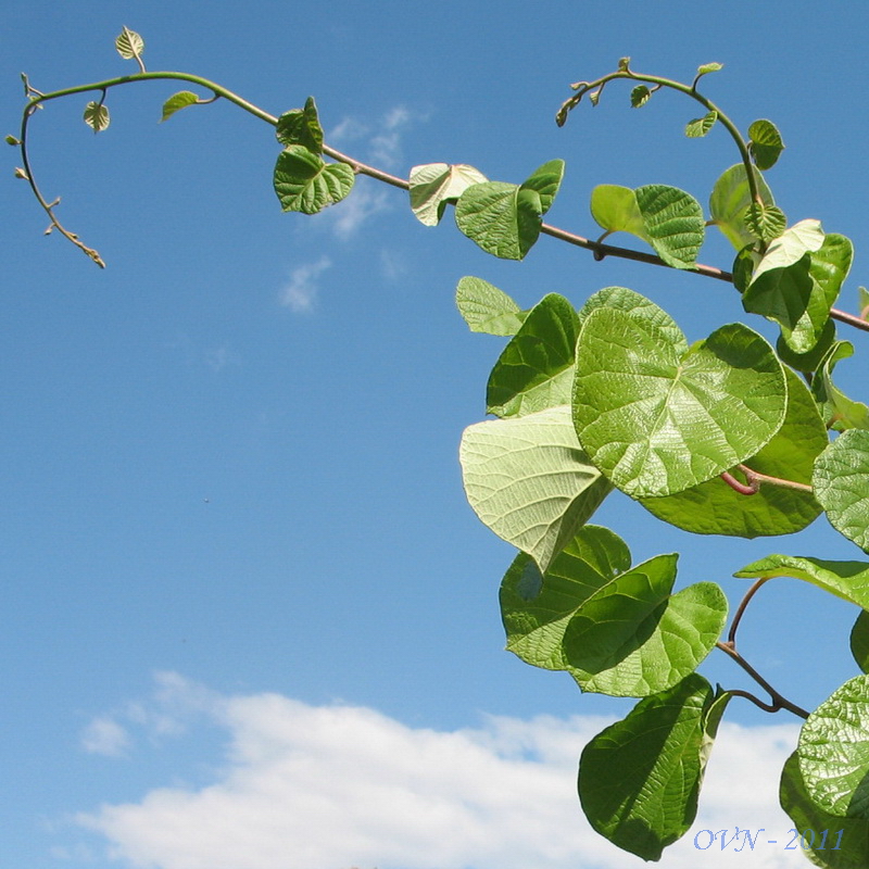 Image of Actinidia chinensis var. deliciosa specimen.