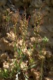 Rumex acetosella