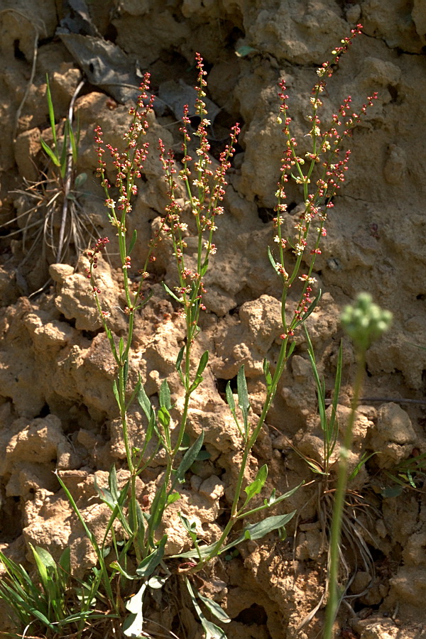 Изображение особи Rumex acetosella.