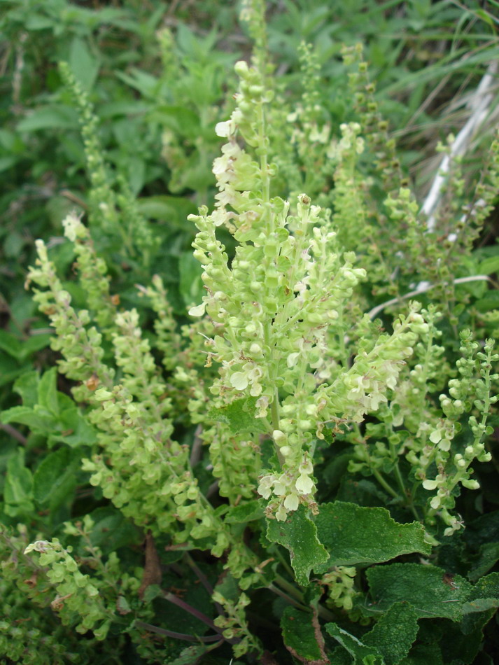 Изображение особи Teucrium scorodonia.