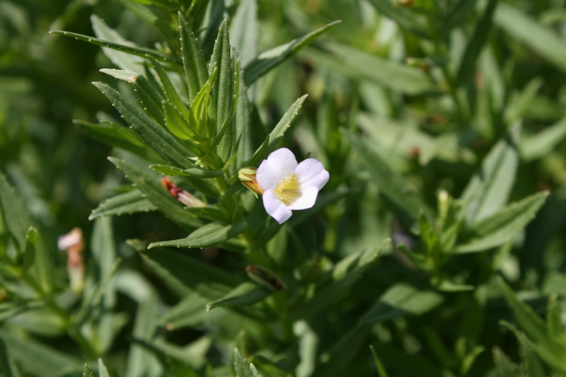 Изображение особи Gratiola officinalis.