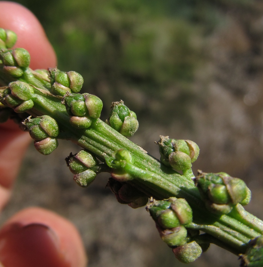 Image of Triglochin maritima specimen.