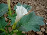 Datura stramonium