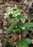 Arabis turrita